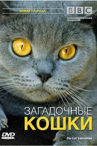 BBC: Загадочные кошки